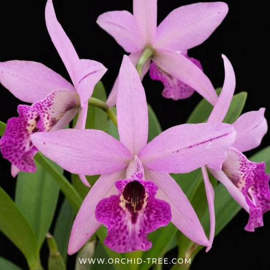 Cattleya (Bc) Maikai x (L.) anceps Orchid Plant - FF - Buy Orchids Plants Online by Orchid-Tree.com