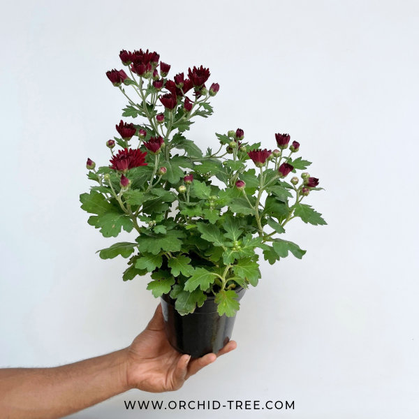 Chrysanthemum