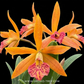 Cattleya (Bl.) Rustic Spots #3 Orchid Plant - FF