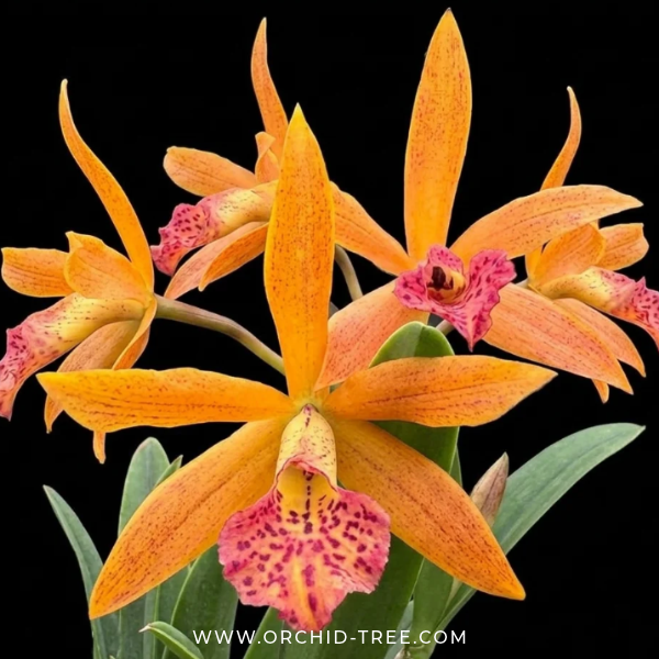 Cattleya (Bl.) Rustic Spots #3 Orchid Plant - FF