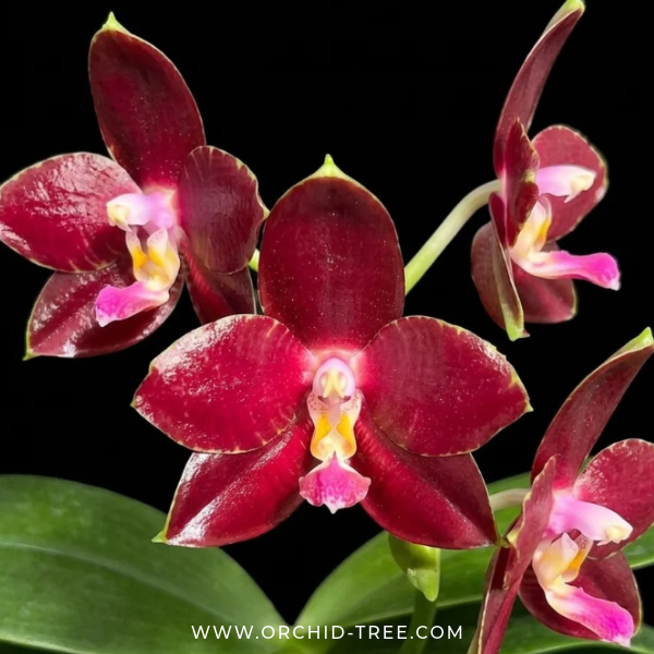 Phalaenopsis Yang Yang Prince Orchid Plant - BS - Buy Orchids Plants Online by Orchid-Tree.com