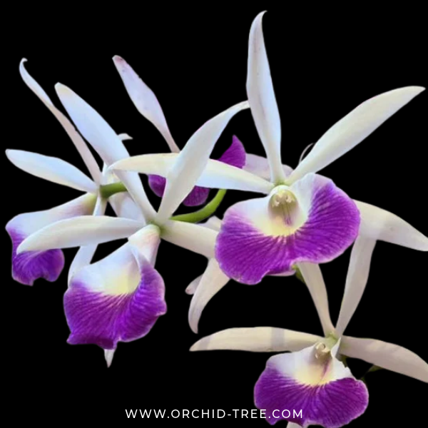 Cattleya (Bc.) Yuan Nan Star War Orchid Plant - FF - Buy Orchids Plants Online by Orchid-Tree.com