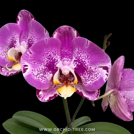 Phalaenopsis OX King x Fuller's Purple Queen AM/AOS Orchid Plant - FF - Buy Orchids Plants Online by Orchid-Tree.com