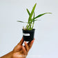 Encyclia fragrans sp. Orchid Plant - MS
