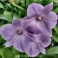 Dendrobium Tubtim Blue Orchid Plant - BS