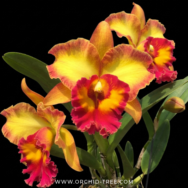 Cattleya Chomthong Fancy Orchid Plant - BS - Buy Orchids Plants Online by Orchid-Tree.com