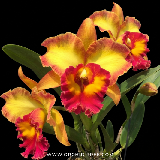 Cattleya Chomthong Fancy Orchid Plant - BS - Buy Orchids Plants Online by Orchid-Tree.com