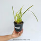 Maxillaria tenufolia sp. Orchid Plant - BS - Buy Orchids Plants Online by Orchid-Tree.com