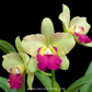 Cattleya (Ctt) River Kwai Floating Orchid Plant - BS - Buy Orchids Plants Online by Orchid-Tree.com
