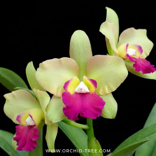 Cattleya (Ctt) River Kwai Floating Orchid Plant - BS - Buy Orchids Plants Online by Orchid-Tree.com