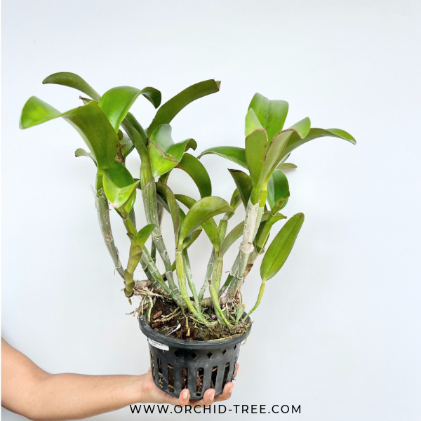 Cattleya (Rth.) Memoria Wilfred Cott Orchid Plant - FF (Large Plant)
