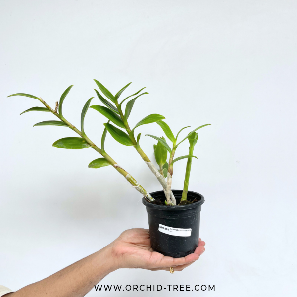 Dendrobium tangerinum sp. Orchid Plant - BS - Buy Orchids Plants Online by Orchid-Tree.com