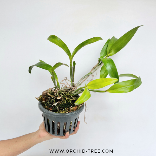 Cattleya Phra Nakhon Khiri Orchid Plant - BS (Large Plant) - Buy Orchids Plants Online by Orchid-Tree.com