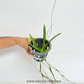 Vanda Somsri Pink x Kulwadee Fragrance 'Mr. X Orchid Plant - SS - Buy Orchids Plants Online by Orchid-Tree.com