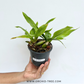 Zygonesia Murasaki Komachi Orchid Plant - BS