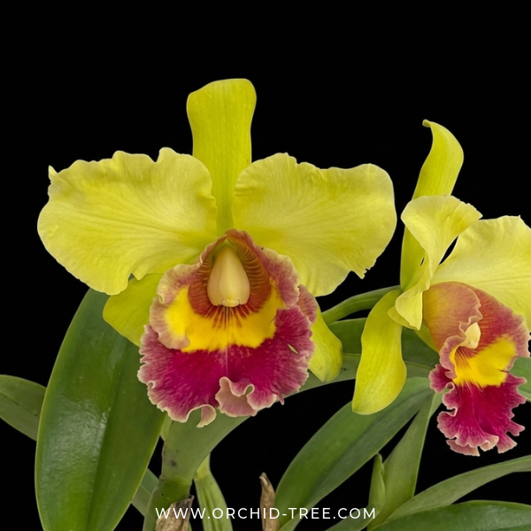 Cattleya (Blc.) Chunyeah 'Tzeng Wen' Orchid Plant - BS - Buy Orchids Plants Online by Orchid-Tree.com