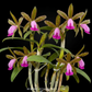 Cattleya dormaniana sp. Orchid Plant - SS - Buy Orchids Plants Online by Orchid-Tree.com