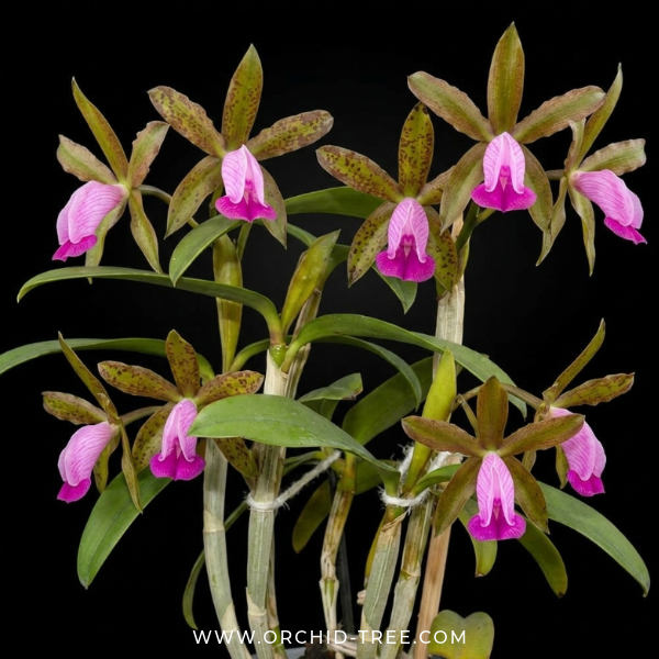 Cattleya dormaniana sp. Orchid Plant - SS - Buy Orchids Plants Online by Orchid-Tree.com