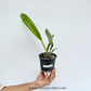 Cattleya (L.) purpurata X sib Orchid Plant - BS