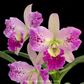 Cattleya (Bct.) Little Aiko Orchid Plant - BS - Buy Orchids Plants Online by Orchid-Tree.com