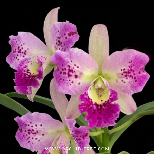 Cattleya (Bct.) Little Aiko Orchid Plant - BS - Buy Orchids Plants Online by Orchid-Tree.com