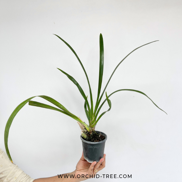 Cymbidium Little Black Sambo 'Black Magic' Orchid Plant - BS - Buy Orchids Plants Online by Orchid-Tree.com
