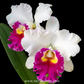 Cattleya (Rlc.) Ann Joy No.2 Orchid Plant - BS (Large Plant) - Buy Orchids Plants Online by Orchid-Tree.com