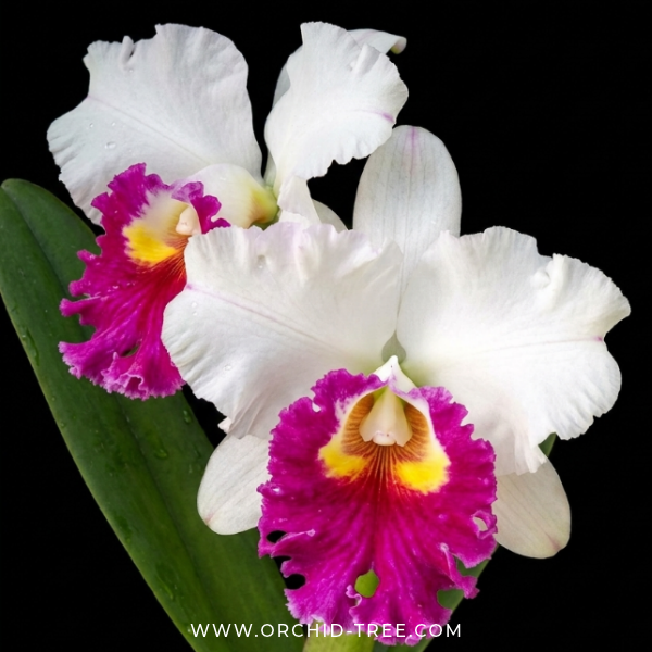 Cattleya (Rlc.) Ann Joy No.2 Orchid Plant - BS (Large Plant) - Buy Orchids Plants Online by Orchid-Tree.com