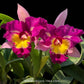 Cattleya (Rlc.) Lady Gaga 'Poker Face' Orchid Plant - BS