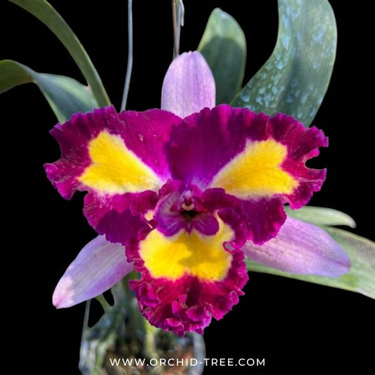Cattleya (Rlc.) Lady Gaga 'Poker Face' Orchid Plant - BS