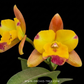 Cattleya (Rth.) Chomyong Fairy Orchid Plant - FF - Buy Orchids Plants Online by Orchid-Tree.com