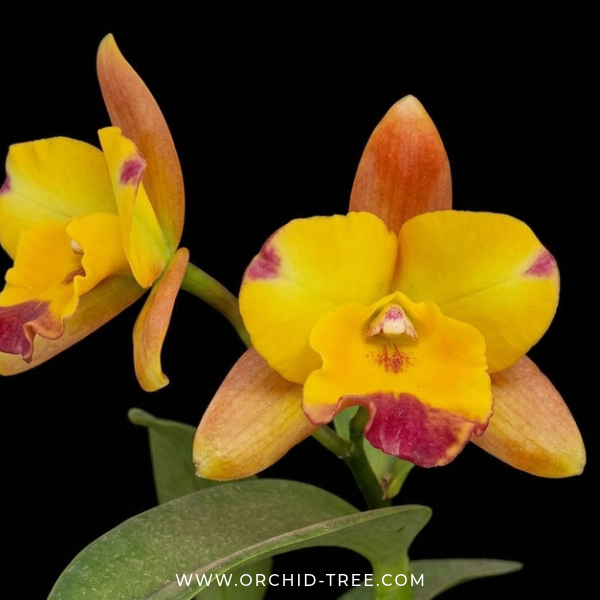 Cattleya (Rth.) Chomyong Fairy Orchid Plant - FF - Buy Orchids Plants Online by Orchid-Tree.com