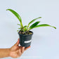 Cattleya (Rlc.) Lady Gaga 'Poker Face' Orchid Plant - BS