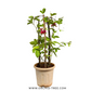 Red Passion Flower