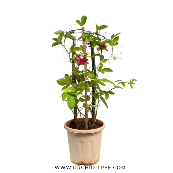 Red Passion Flower