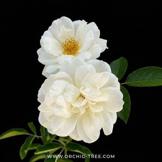 Creeper White Rose Plant With Trellis
