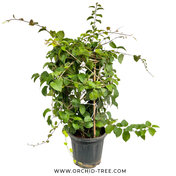 Manimulla creeper - Buy Orchids Plants Online by Orchid-Tree.com
