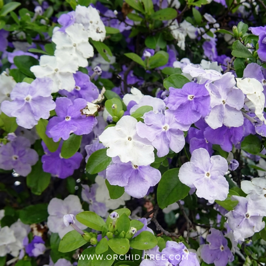 Yesterday,Today, Tomorrow Plant (Brunfelsia pauciflora) - Buy Orchids Plants Online by Orchid-Tree.com