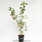 Lantern Hibiscus