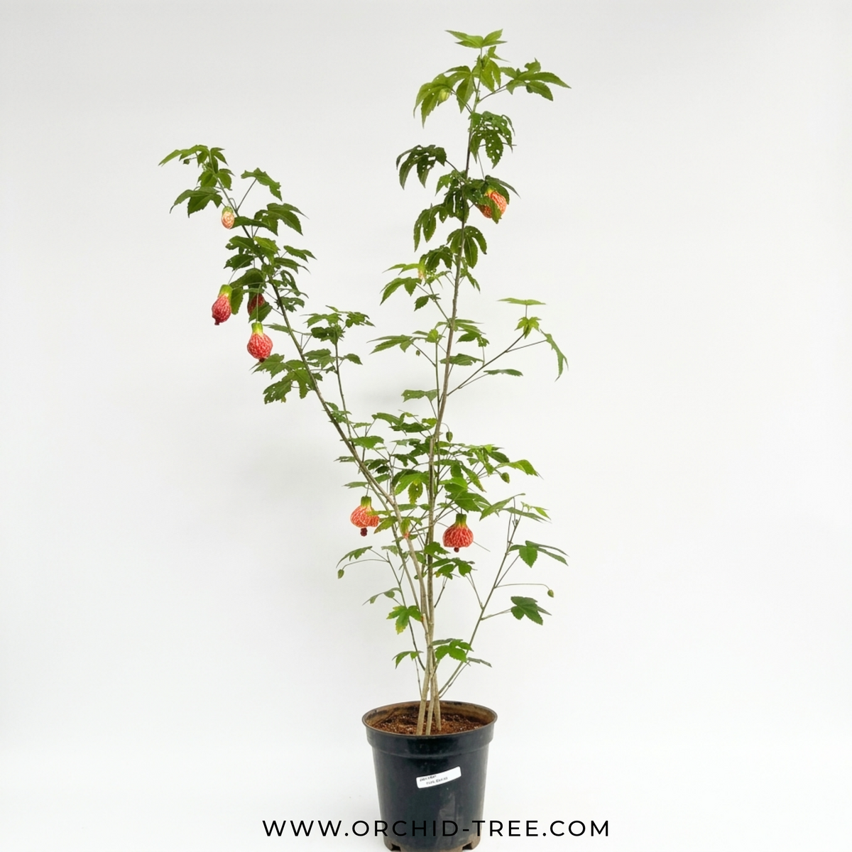 Lantern Hibiscus