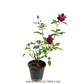 Midnight Blue Rose (Scented) - Buy Orchids Plants Online by Orchid-Tree.com