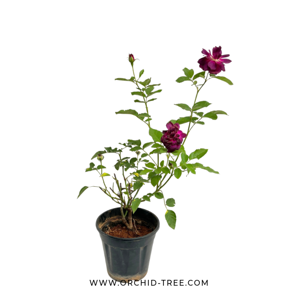 Midnight Blue Rose (Scented) - Buy Orchids Plants Online by Orchid-Tree.com