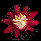 Red Passion Flower
