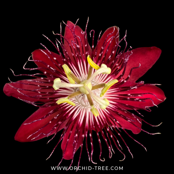 Red Passion Flower