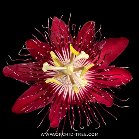 Red Passion Flower - Buy Orchids Plants Online by Orchid-Tree.com