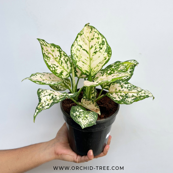 Aglonema