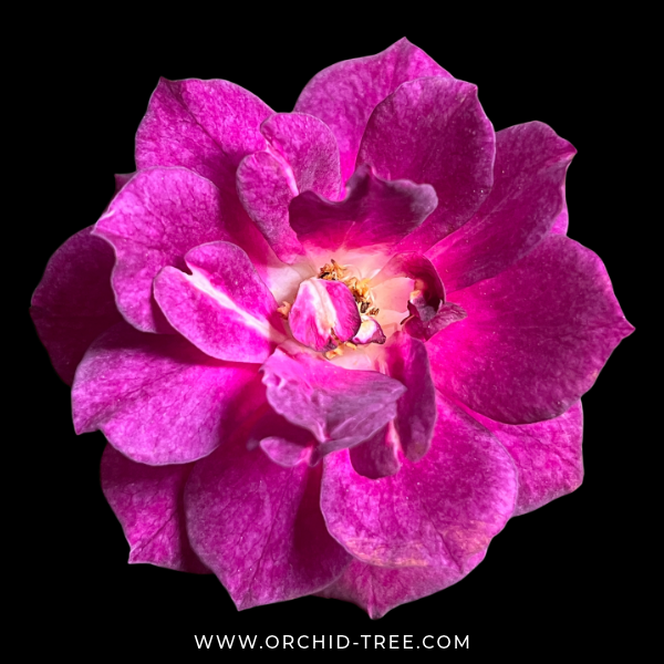 Midnight Blue Rose (Scented) - Buy Orchids Plants Online by Orchid-Tree.com