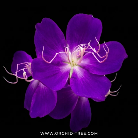 Melastoma (Varigated) - Buy Orchids Plants Online by Orchid-Tree.com