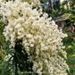 Manimulla creeper - Buy Orchids Plants Online by Orchid-Tree.com