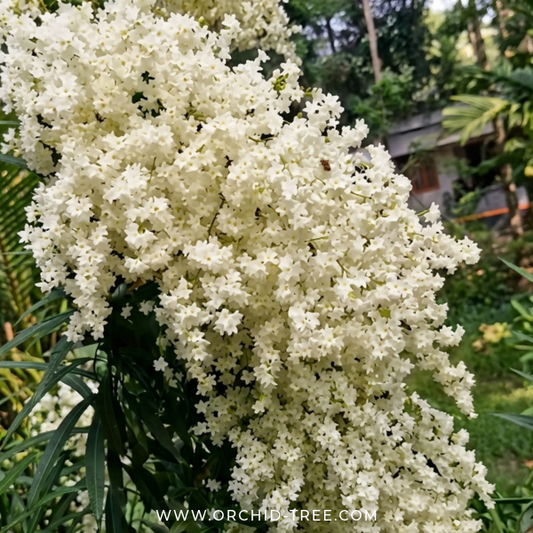 Manimulla creeper - Buy Orchids Plants Online by Orchid-Tree.com